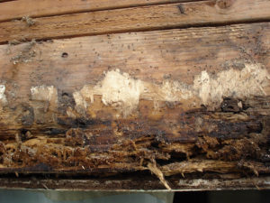Best HardiPlank rot repair siding companies Vancouver WA Clark County